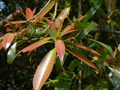 Madhuca neriifolia