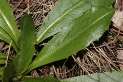 Obovata