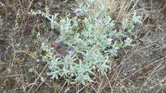 Centaurea alba