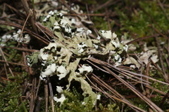 Cladonia convoluta