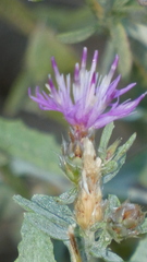Centaurea alba