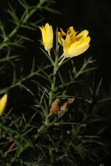 Ulex parviflorus parviflorus