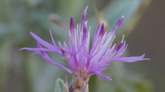 Centaurea alba