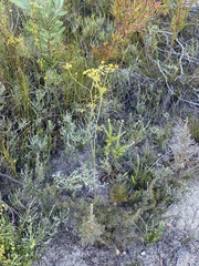 Lichtensteinia trifida