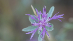 Centaurea alba