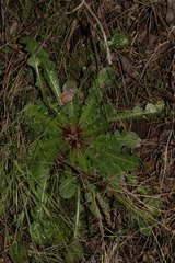 Crepis vesicaria taraxacifolia