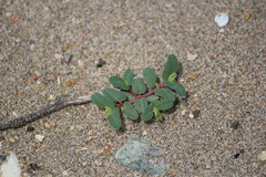 Euphorbia peplis