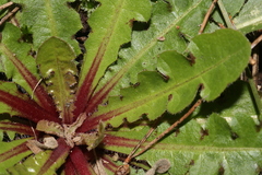 Crepis vesicaria taraxacifolia