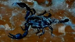 Euscorpius mingrelicus