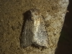 Mythimna languida