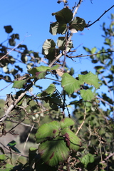 Rubus ulmifolius