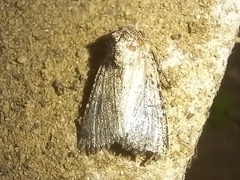 Mythimna languida