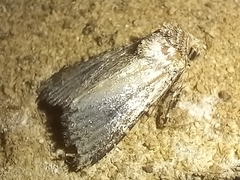 Mythimna languida