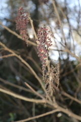 Rhus coriaria
