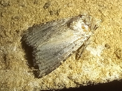 Mythimna languida