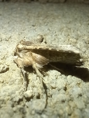 Mythimna languida