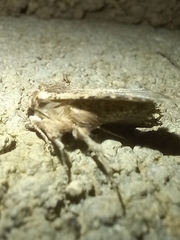 Mythimna languida
