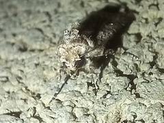 Mythimna languida