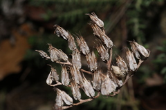 Petrosedum ochroleucum