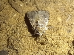 Mythimna languida