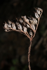 Petrosedum ochroleucum