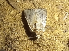 Mythimna languida