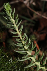 Petrosedum ochroleucum