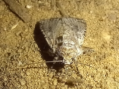 Mythimna languida