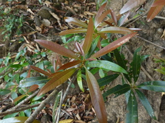 Madhuca neriifolia