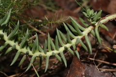 Petrosedum ochroleucum