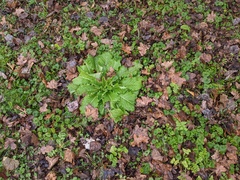 Lactuca virosa