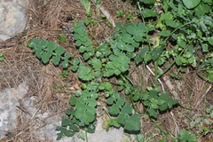Sonchus tenerrimus tenerrimus