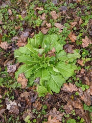 Lactuca virosa