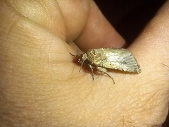 Mythimna languida
