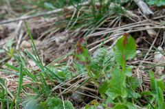Puccinia lapsanae