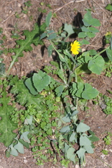 Sonchus tenerrimus tenerrimus