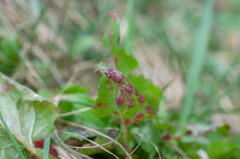 Puccinia lapsanae
