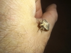 Mythimna languida