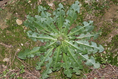 Obovata