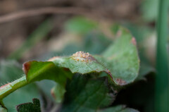 Puccinia lapsanae