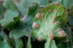 Puccinia lapsanae