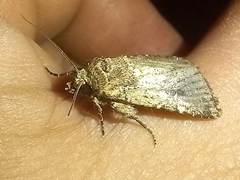 Mythimna languida
