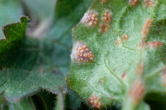 Puccinia lapsanae