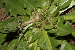 Obovata