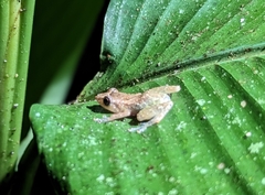 Diasporus diastema