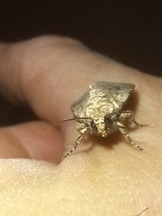 Mythimna languida