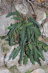 Asplenium ceterach ceterach