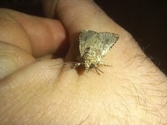 Mythimna languida