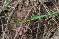 Mastigosporium