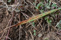 Mastigosporium
